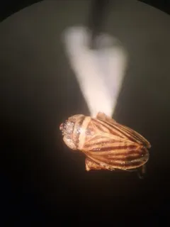 Anoscopus flavostriatus thumbnail 1
