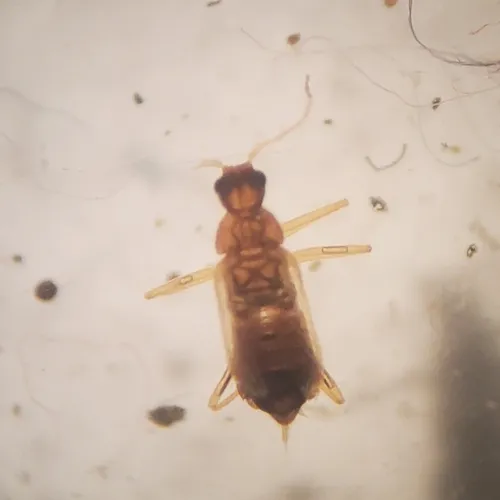 Odd Beetle