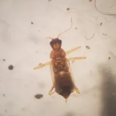 Odd Beetle thumbnail 1
