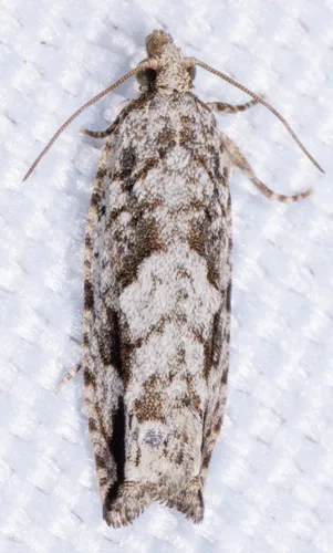Pecan Bud Moth