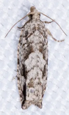 Pecan Bud Moth thumbnail 1