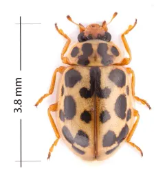Marsh Lady Beetle thumbnail 3