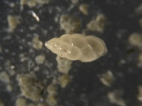 Eubuliminella subfusiformis