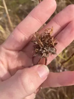 Rabdophaga salicisrhodoides thumbnail 1