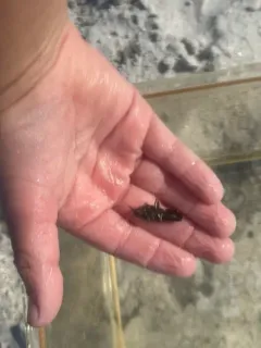 Metallic Isopod thumbnail 3