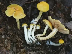 Cortinarius lewisii thumbnail 2