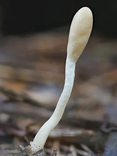 Trichoderma leucopus