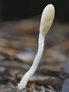 Trichoderma leucopus thumbnail 1