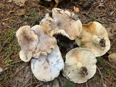 Tricholoma roseoacerbum thumbnail 2