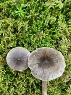 Tricholoma atrodiscus thumbnail 1