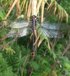 Laura's Clubtail thumbnail 4