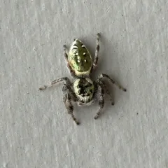 Golden Jumping Spider thumbnail 3