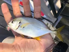 Atlantic Crevalle Jack thumbnail 3