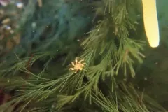 Littoral Sea Spider thumbnail 3