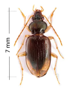 Bembidion postremum thumbnail 2
