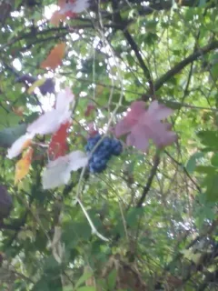 wine grape photo