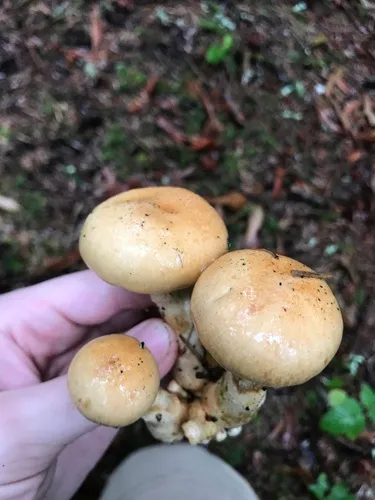 Phlegmacium citrinifolium