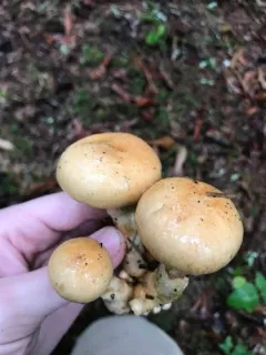 Phlegmacium citrinifolium thumbnail 1