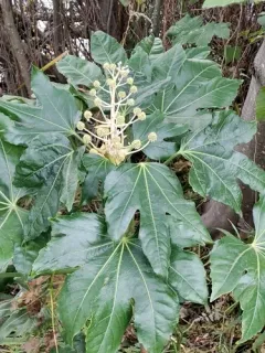 Japanese aralia thumbnail 3
