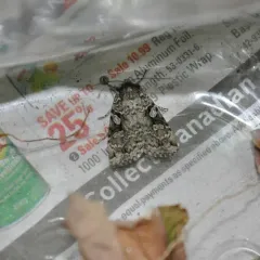 Dappled Dart thumbnail 2
