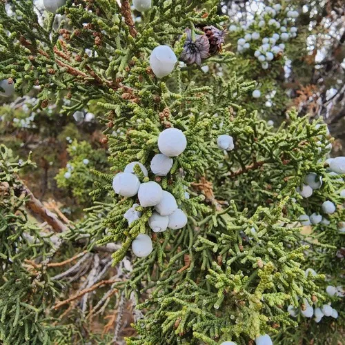 Utah Juniper