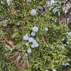 Utah Juniper thumbnail 1