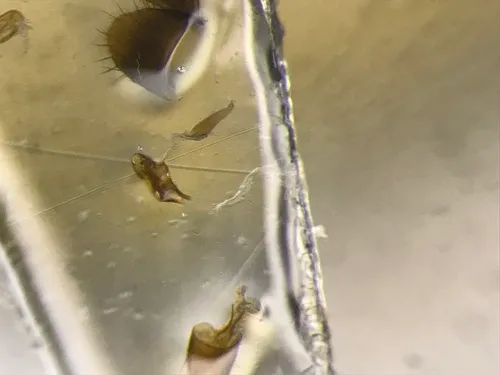 Atheta modesta