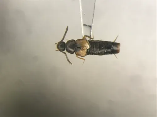 Nehemitropia lividipennis