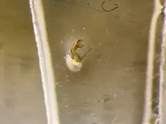 Silusida marginella thumbnail 1