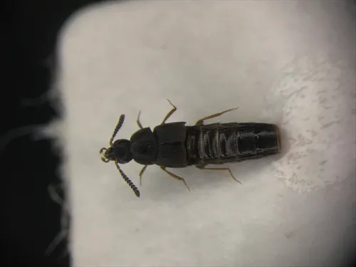 Hylota ochracea