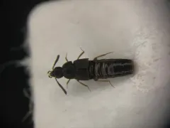 Hylota ochracea thumbnail 1
