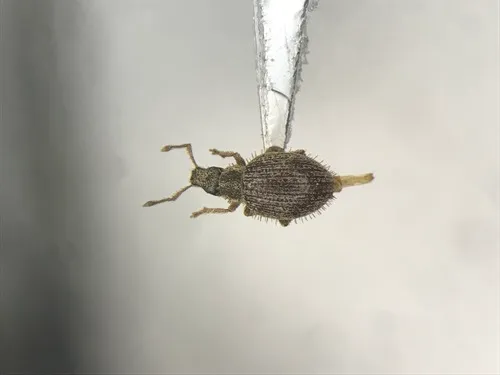 Brachysomus echinatus