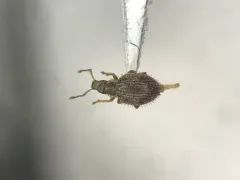 Brachysomus echinatus thumbnail 1