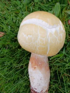 Agaricus fissuratus thumbnail 3