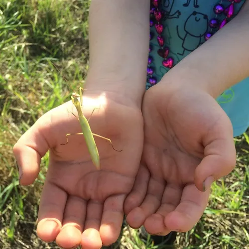 European Mantis