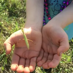 European Mantis thumbnail 1