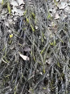 Awned Dichelyma Moss thumbnail 2