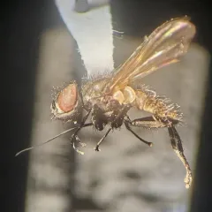 Imitomyia sugens thumbnail 1