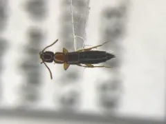 Sunius melanocephalus thumbnail 2