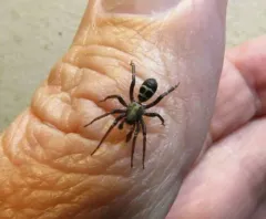 Castianeira thalia thumbnail 3
