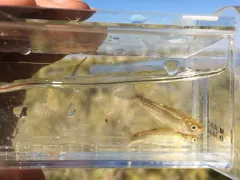 Borax Lake Chub thumbnail 4