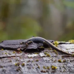 Dunn's Salamander thumbnail 2