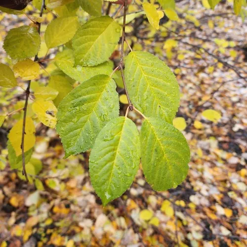 wild cherry