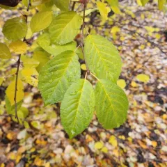 wild cherry thumbnail 1