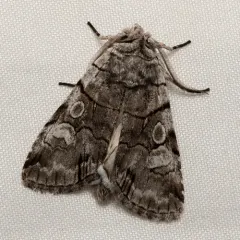Fringe-tree Sallow thumbnail 3