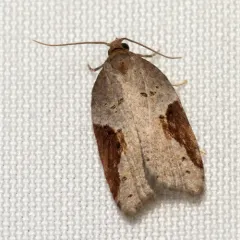 MacDunnough's Acleris thumbnail 3