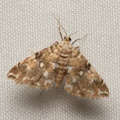 Elophila faulalis thumbnail 2