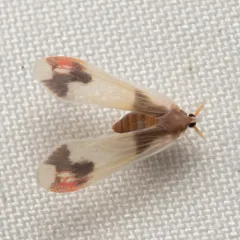 Anotia uhleri thumbnail 2