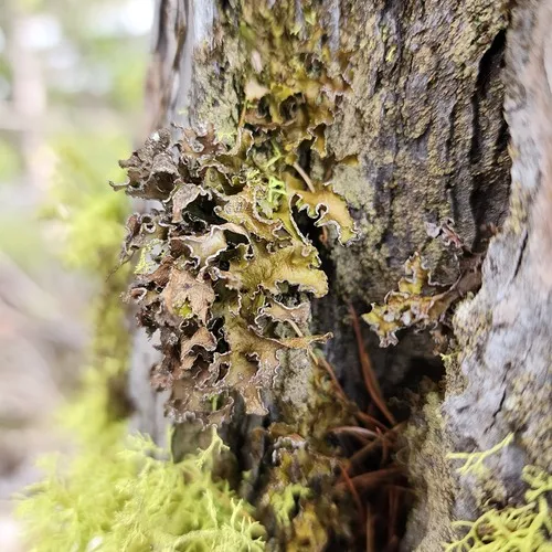 Powdered Wrinkle Lichen