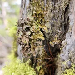 Powdered Wrinkle Lichen thumbnail 1